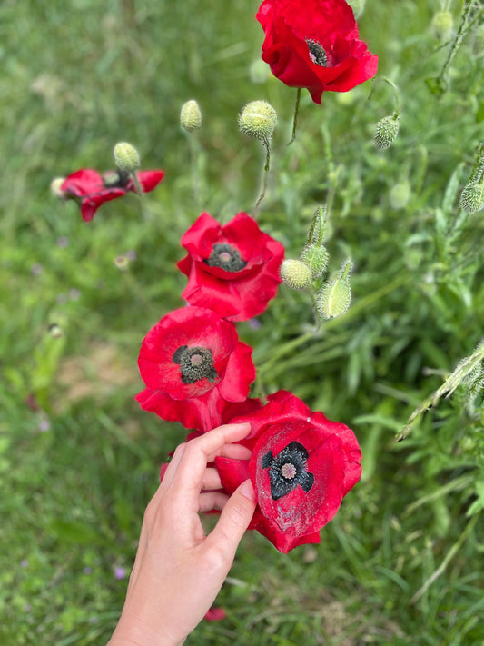 Rooting In Resilience